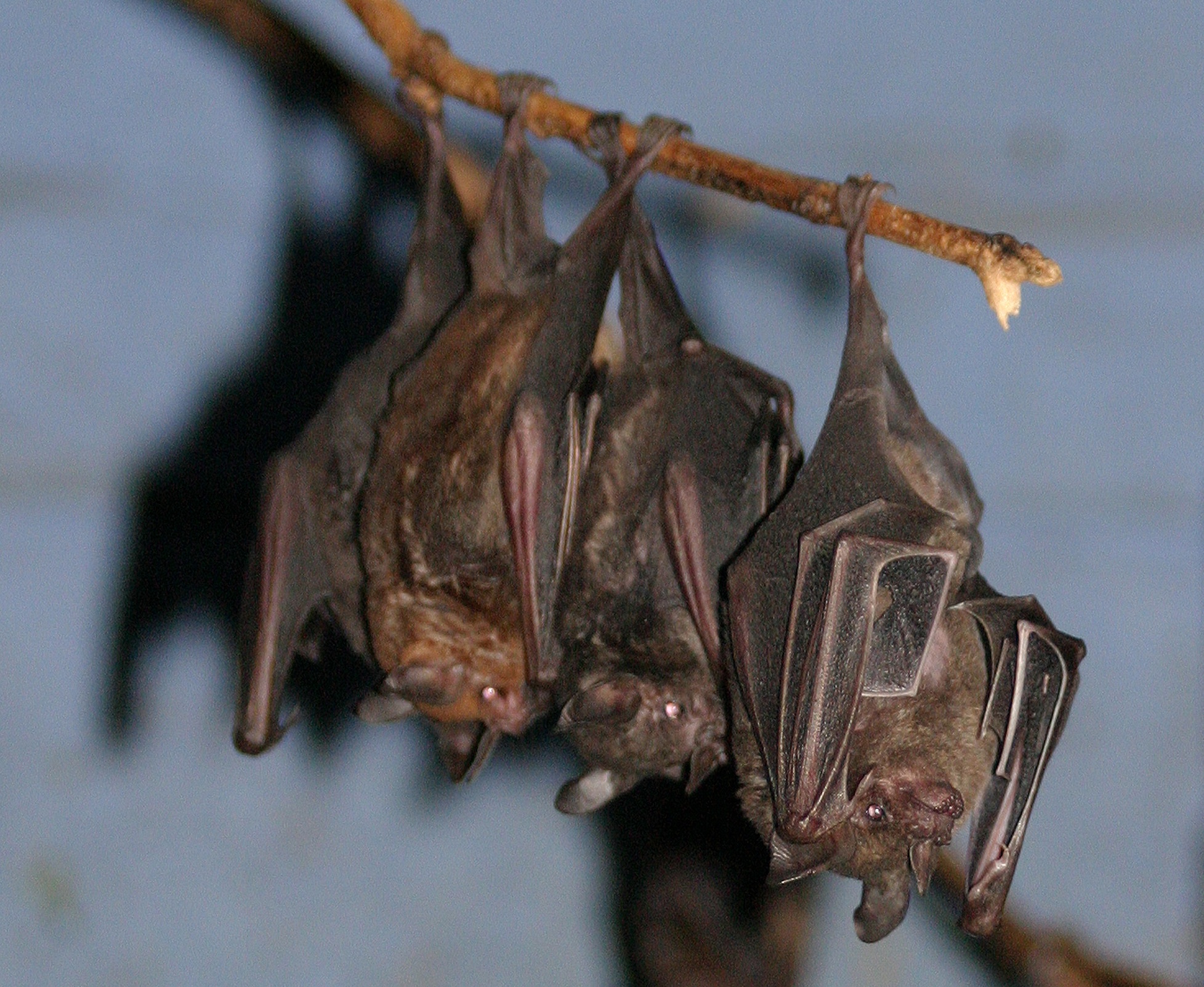 Picture Of Bats 4